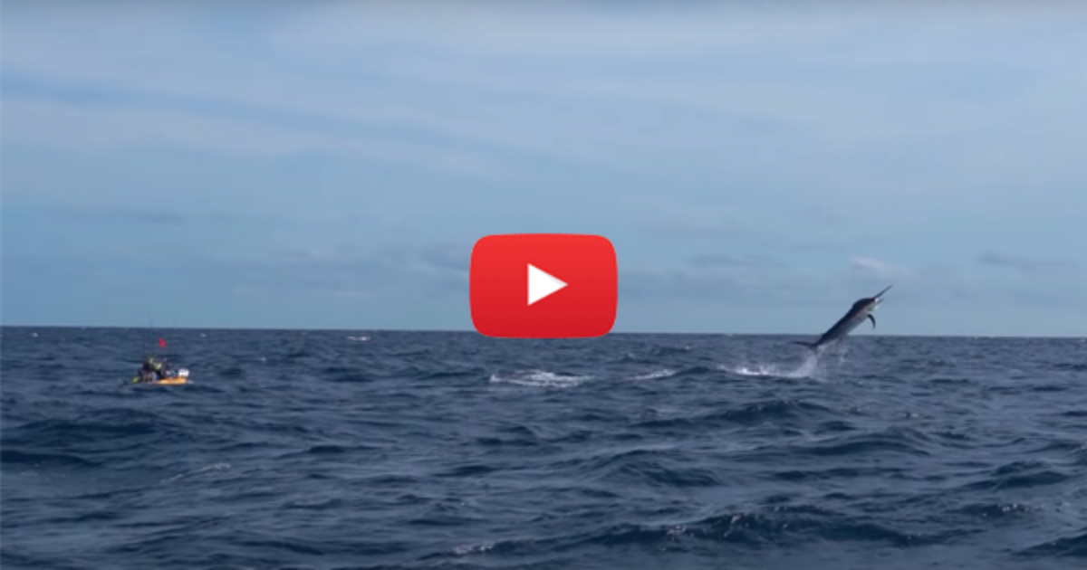 Kayak Fisherman Catches 500lb Marlin