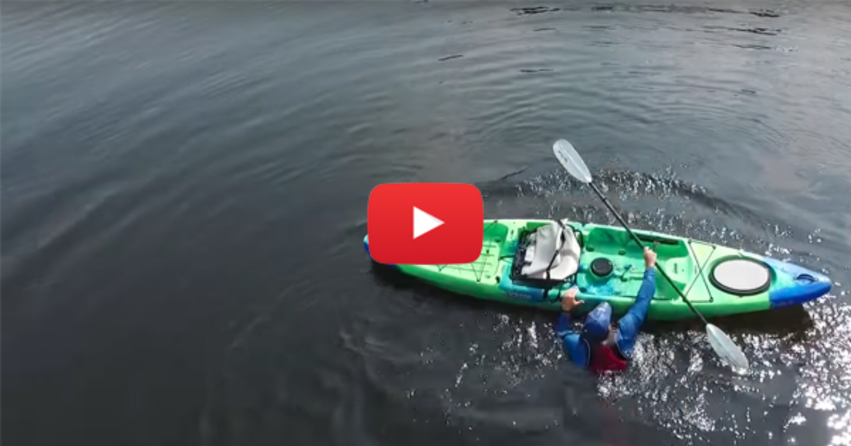 humpback whales breach very close to kayakers paddling.com