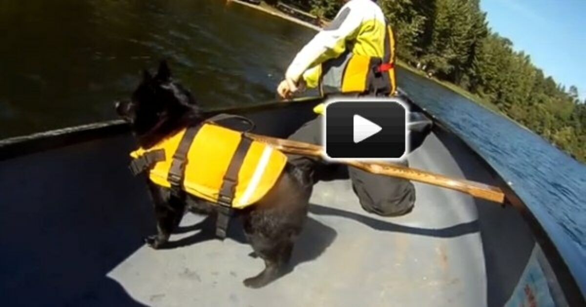 How to Canoe with your Dog