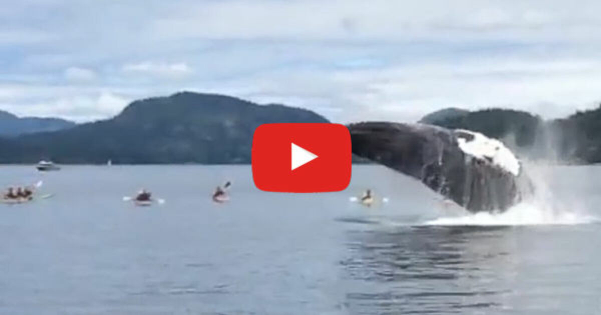 humpback whales breach very close to kayakers paddling.com