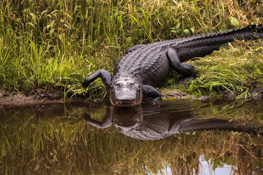 Tragic Alligator Attack Claims Life of Canoeist on… | Paddling.com