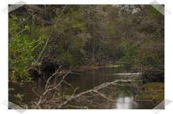 Turkey Creek (NW Panhandle) in Florida