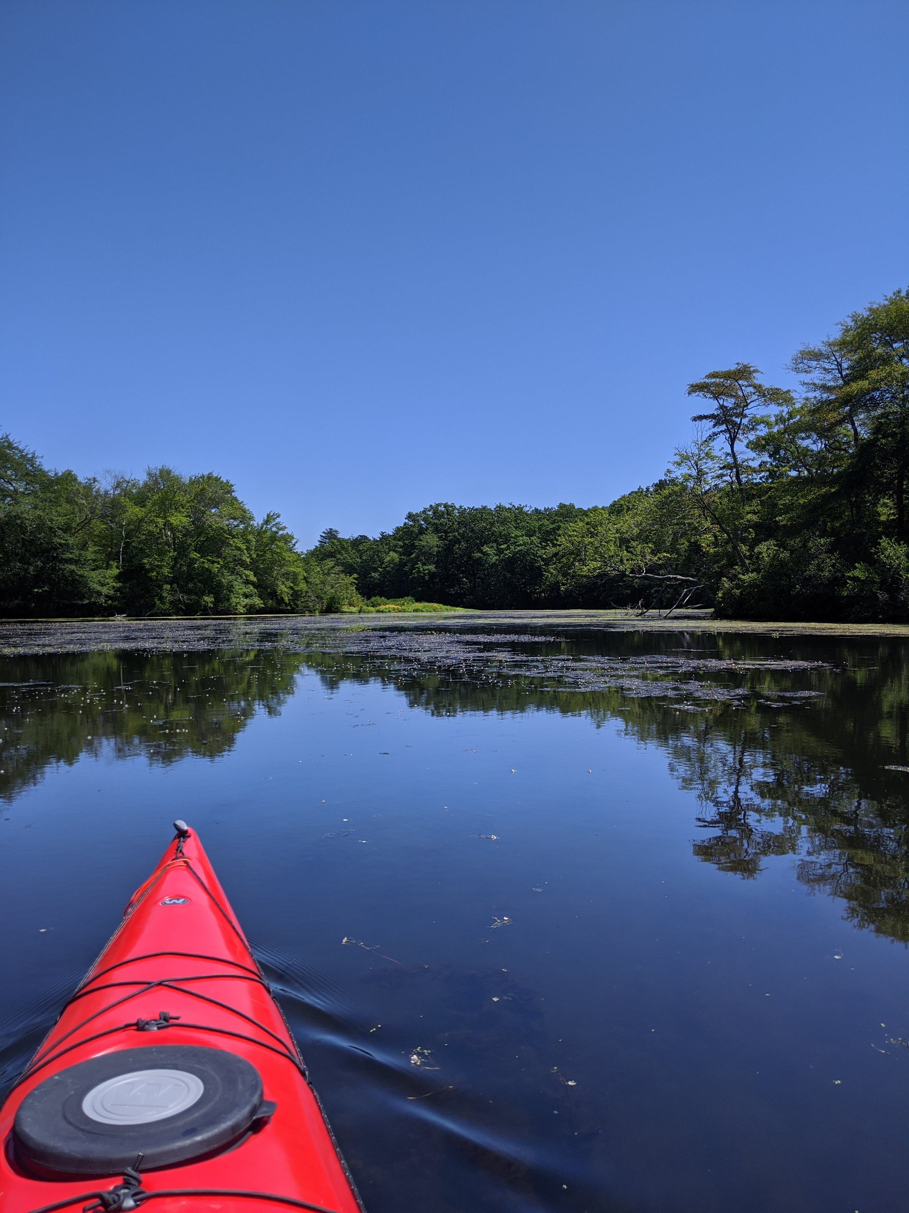 Seafood & Wild Edible Foraging